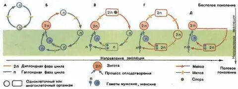 Гаплоидное поколение хвощей