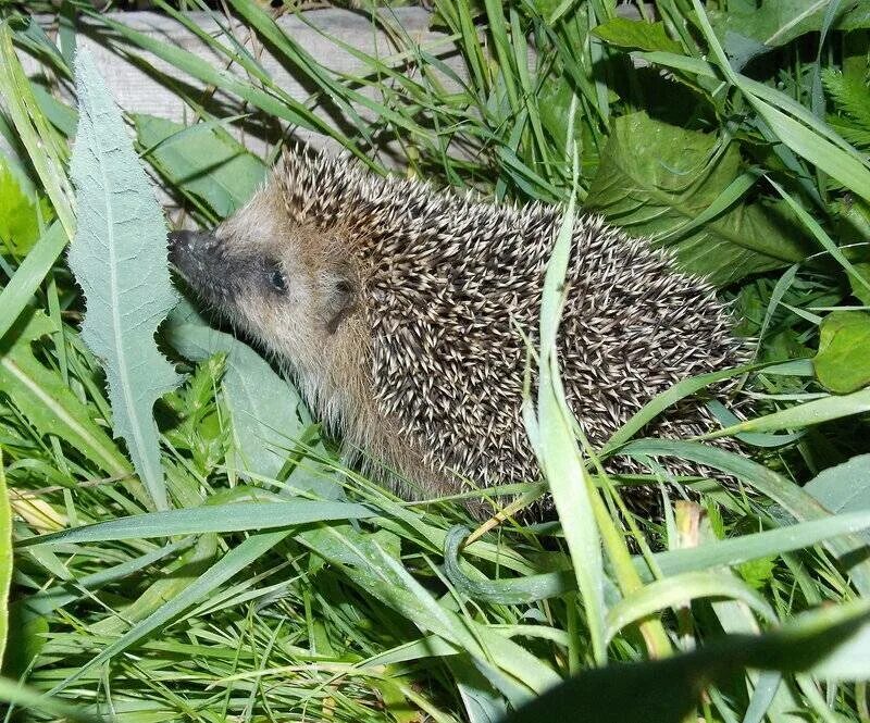 Информация про ёжика. Систематика ежа. Ежик фото. Ежик в природе. Европейский обыкновенный еж.