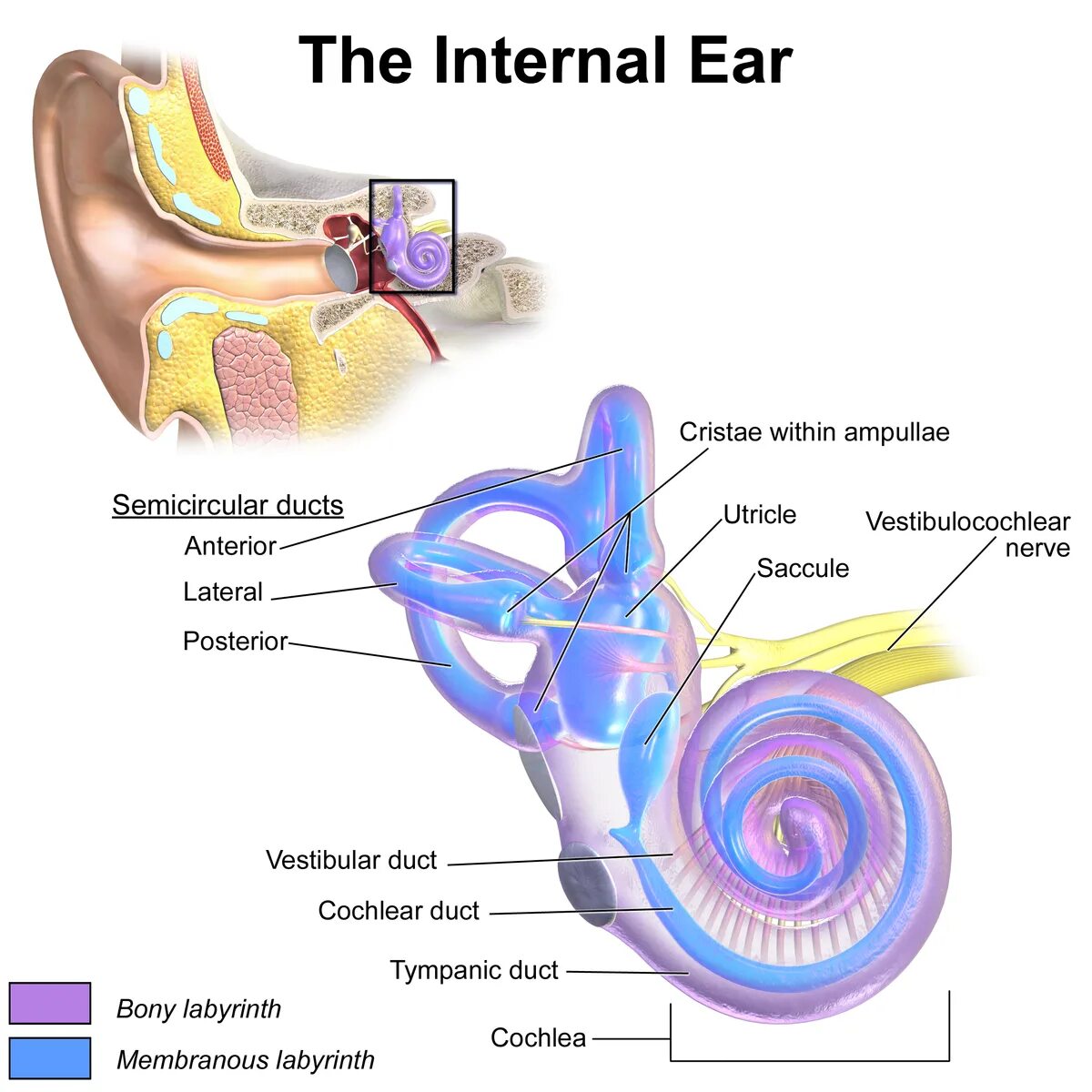 Внутреннее ухо костный и перепончатый лабиринты. Костный и перепончатый Лабиринт внутреннего уха. Перепончатый Лабиринт улитки внутреннего уха. Внутреннее ухо перепончатый Лабиринт.