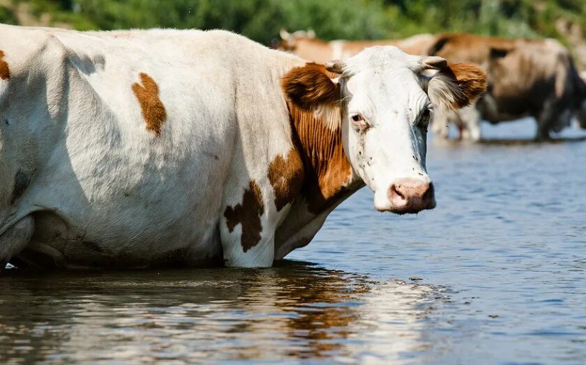 Телята пьют воду. Коровы на водопое. Корова в водоеме. Корова в воде.