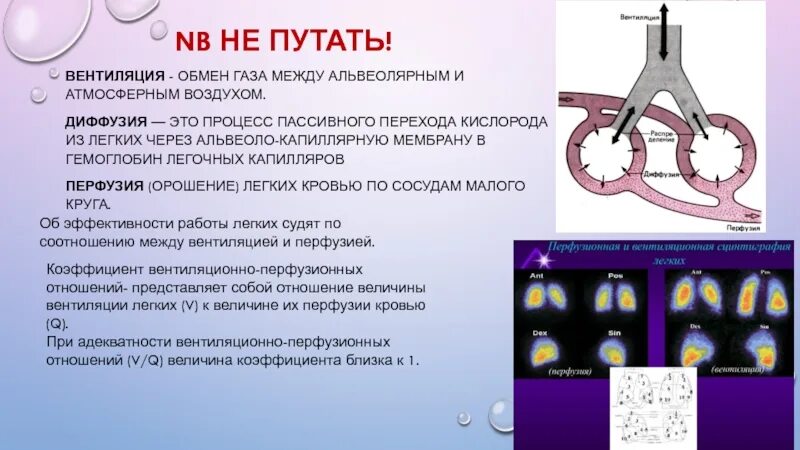 Обмен газов между легочным воздухом и