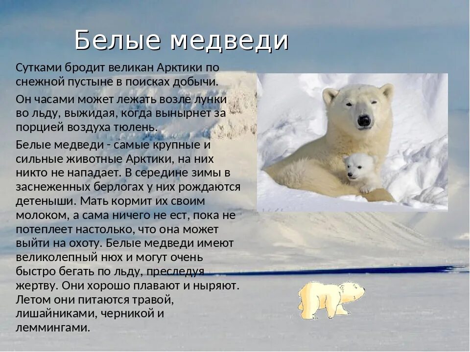 Где живут белые медведи на каком. Сведения о белом медведе. Сообщение о белом медведе. Рассказ о белом медведе. Доклад про белого медведя.
