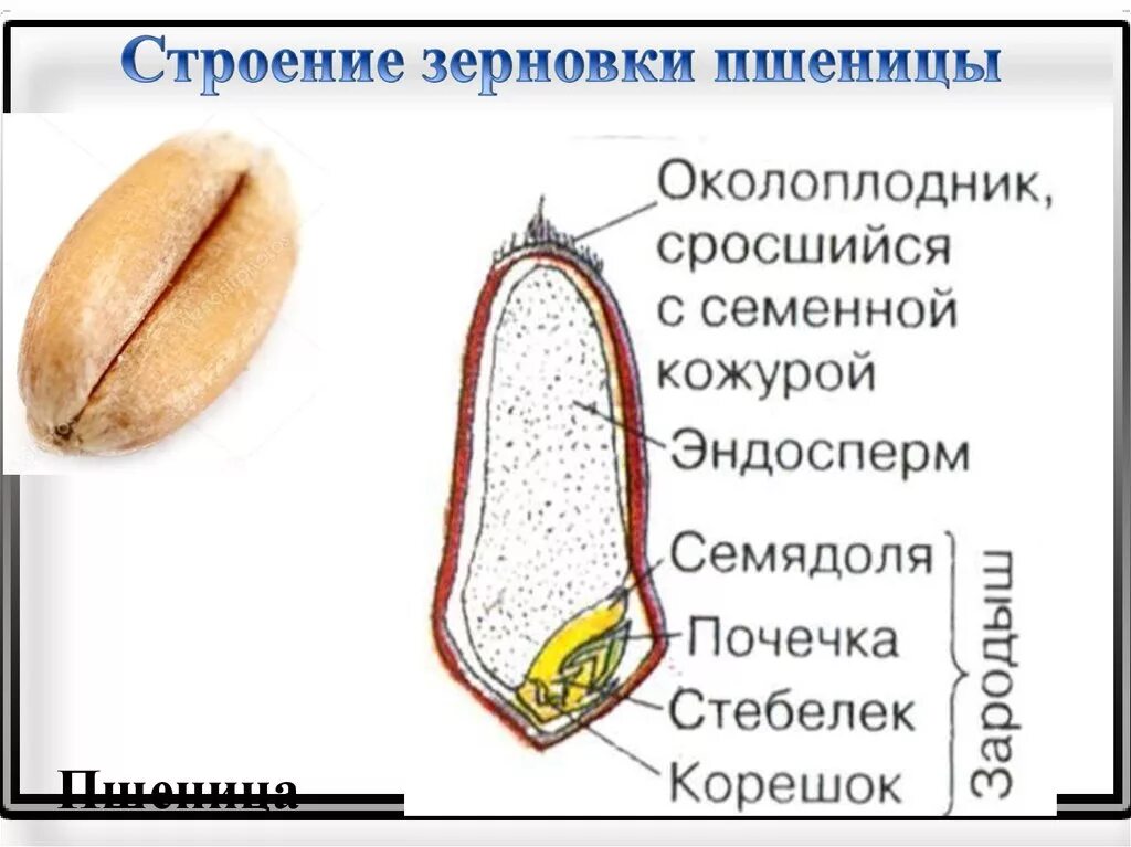 Какое строение семени пшеницы. Строение зародыша зерновки. Строение плода зерновки пшеницы. Строение зерновки пшеницы 6 класс. Строение плода зерновки злаковых.