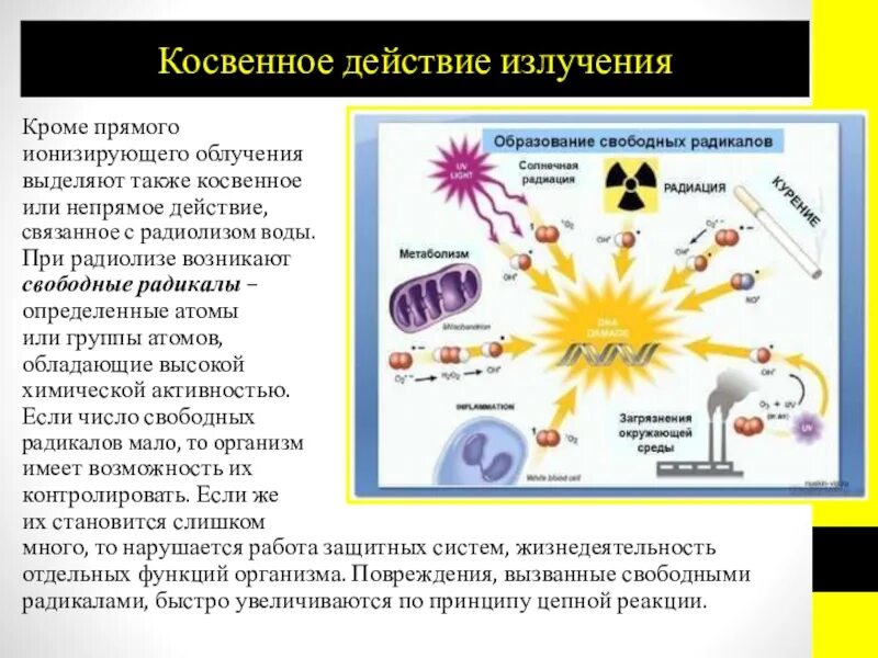 Радиоактивное излучение свободные радикалы. Косвенное излучение радиации. Биологическое действие радиации косвенное и. Косвенное действие радиации. Радиация и ионизирующее излучение