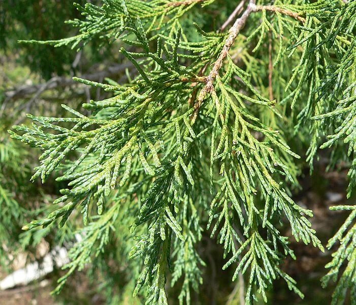 Можжевельник лежачий Кишиогима (Juniperus procumbens Kishiogima) на штамбе Ра 70