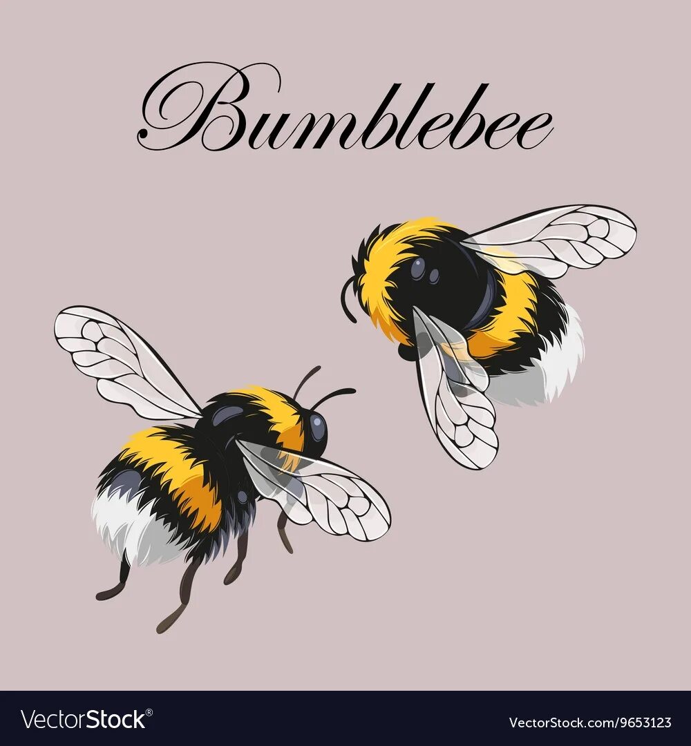 Шмель. Полёт шмеля рисунок. Шмель рисунок. Схема полёта шмеля. Полёт шмеля рисунок.