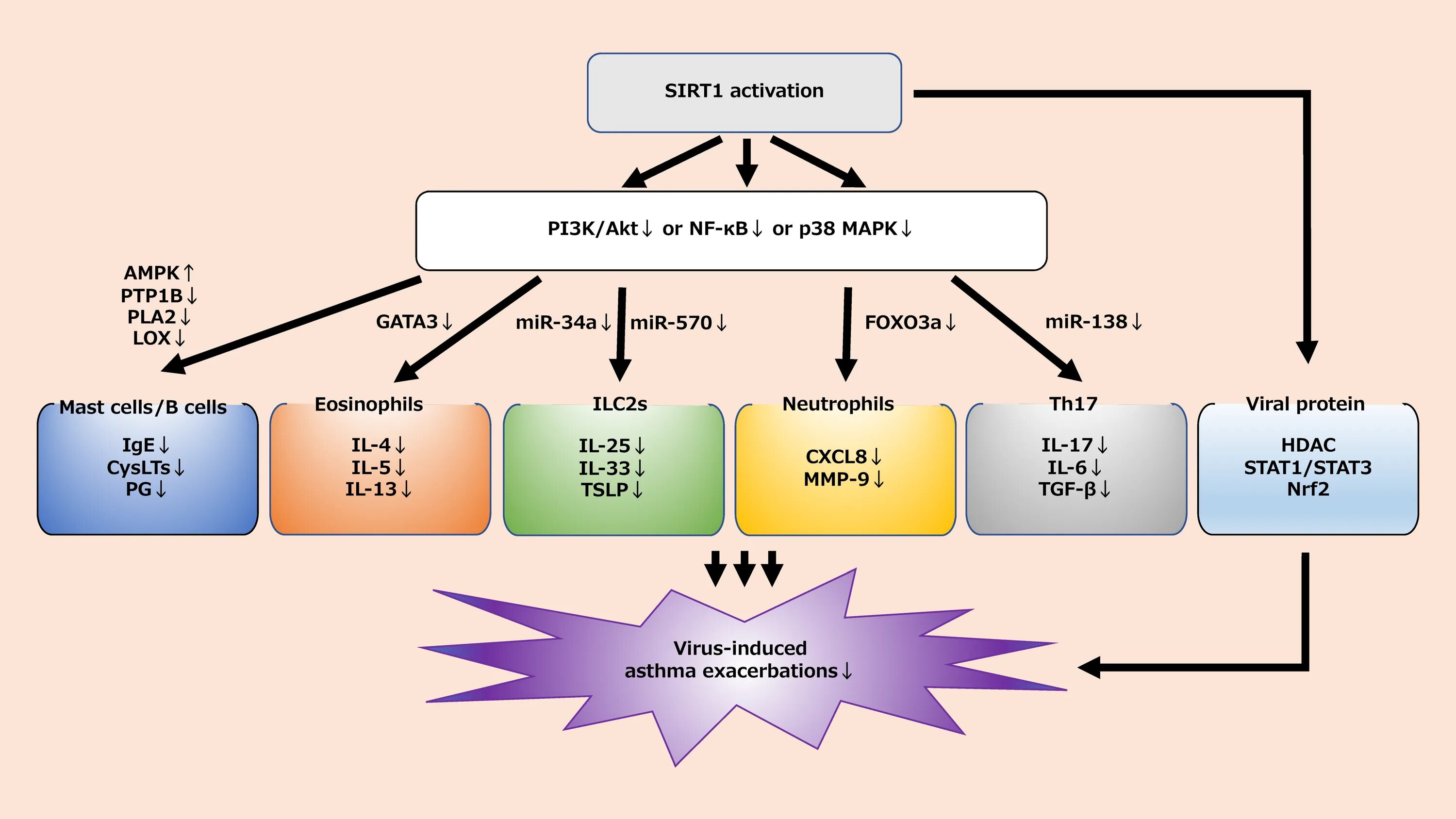 Путь pi3k/Akt. Pi3k/Akt. Sirt1 signaling. Sirt2. 3.3 k