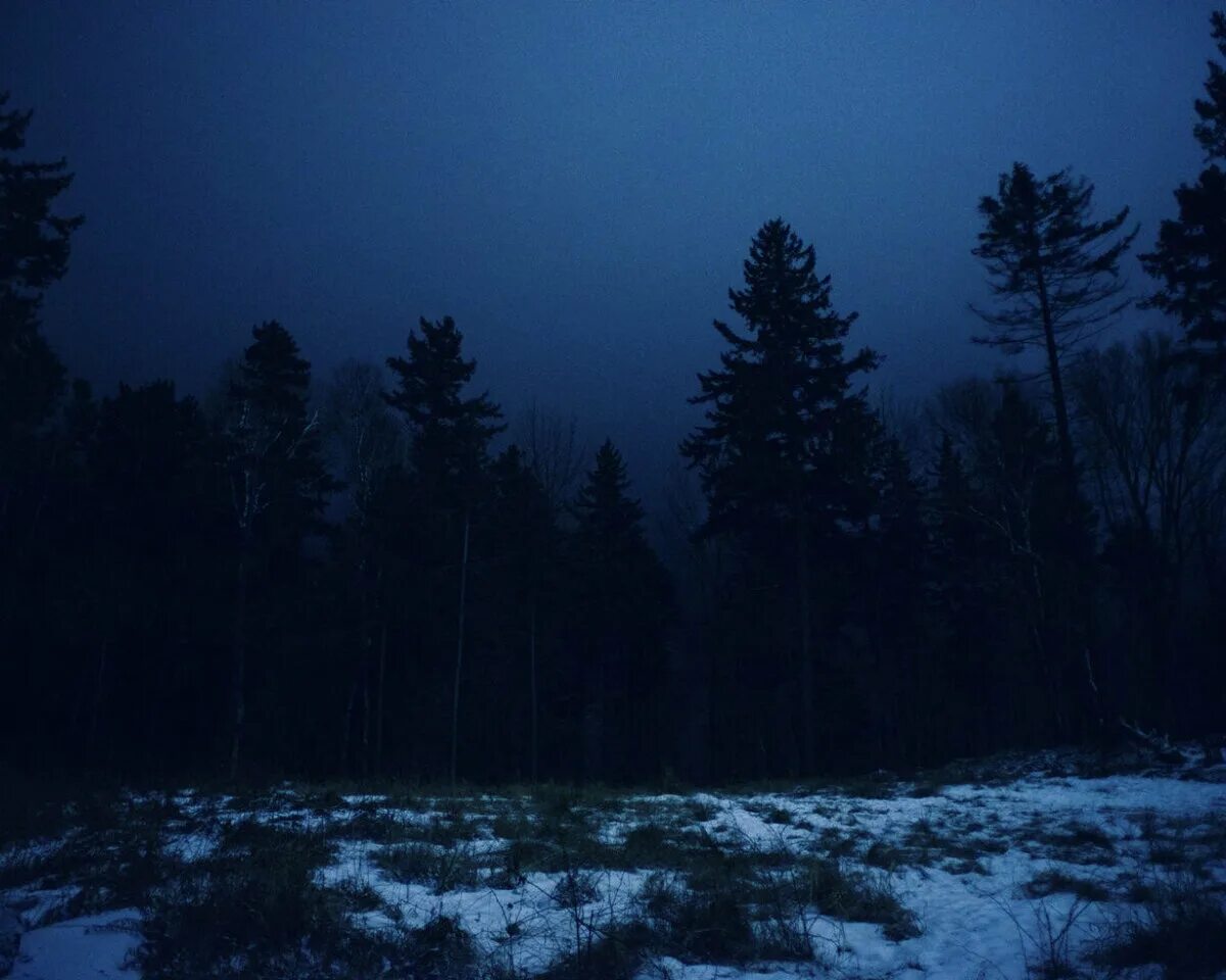 Ночью в лесу 3 класс. «Ночь в лесу». Ночной лес. Темный лес. Мрачный еловый лес.