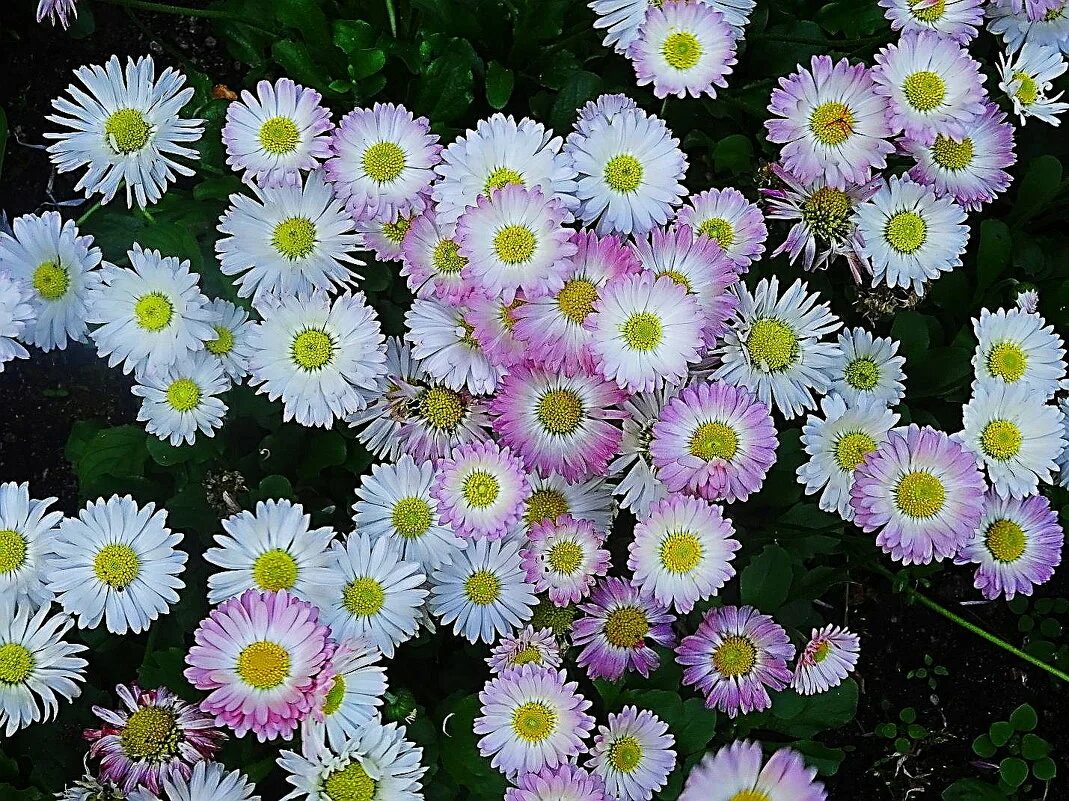 как сделать чистую маргаритку. как сделать чистую маргаритку. как сделать чистую маргаритку. подарок с маргариткой. маргаритка помпонная белая.