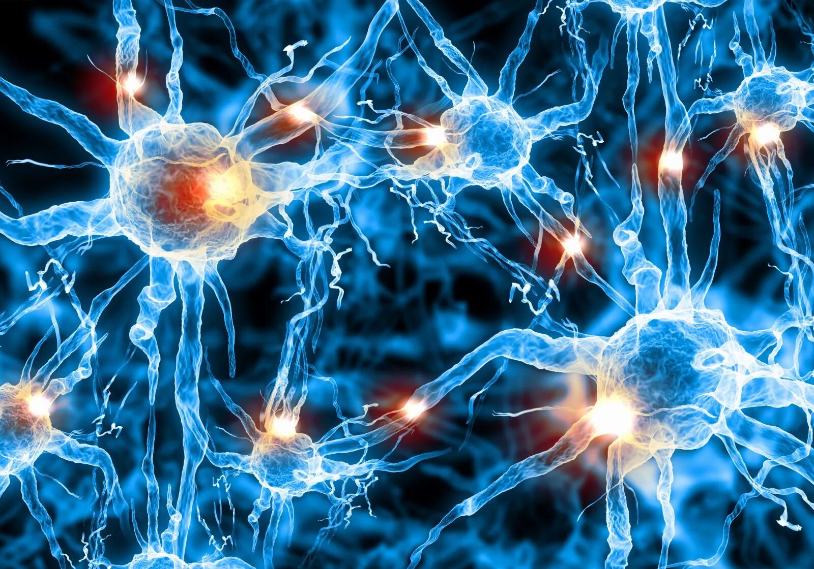 Нервные связи в организме