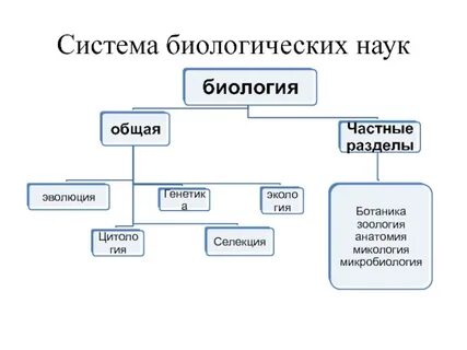 Язык биологии схема
