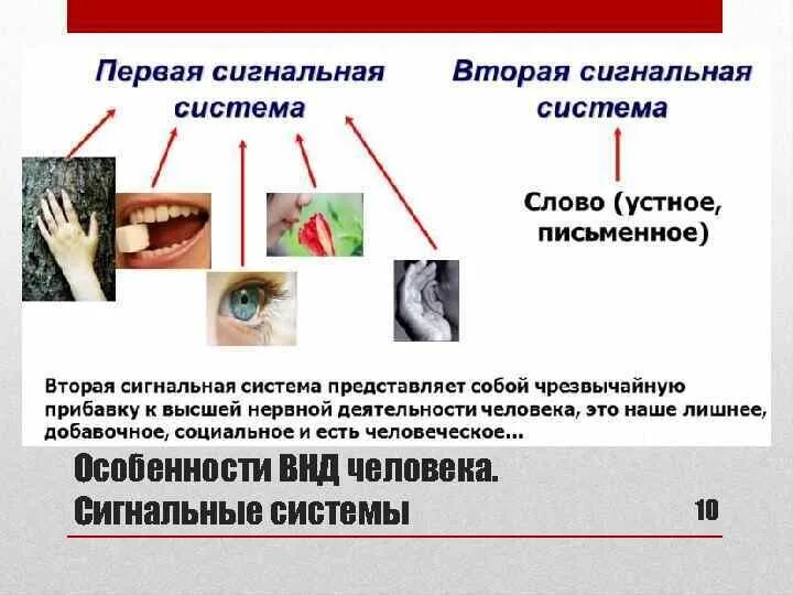 Второй сигнальной системой является. Первая и вторая сигнальные системы. Первая и вторая сигнальная система человека. Вторая сигнальная система человека это ВНД. Первая сигнальная система это в физиологии.