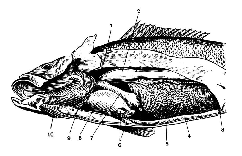 Внутреннее строение щуки. Пищеварительная система сома обыкновенного. Форель строение внутренних органов брюшной полости. Топография внутренних органов окуня.