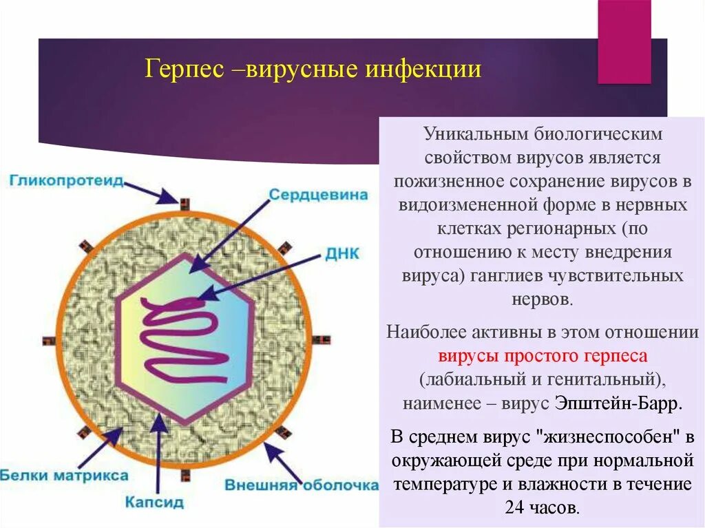 Вирус простого герпеса характеристика возбудителя. Вирус герпеса первого типа строение. Вирус простого герпеса строение. Вирусные инфекции описание