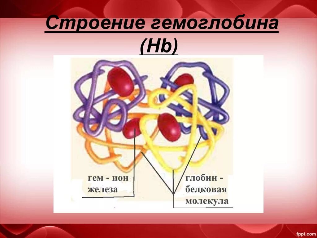 Ионы железа входят в состав гемоглобина крови. Гемоглобин строение и структура гема. Строение гемоглобина гем и Глобин. Схема молекулы гемоглобина. Третичная структура гемоглобина.