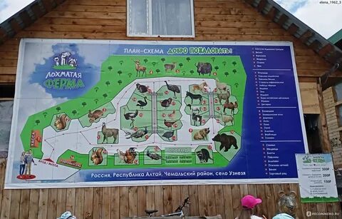 Режим алтай