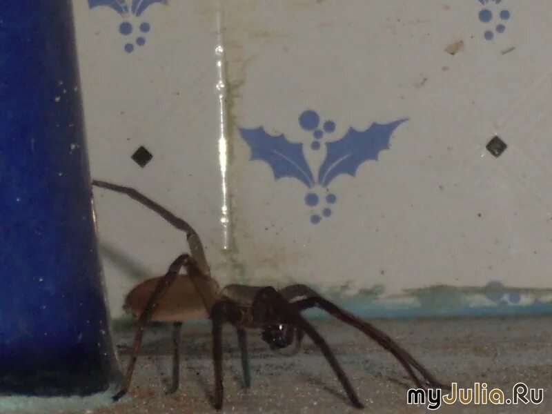 Более 3 100 работ на тему "Spider With Red Legs Pictures": стоковые фото, картин