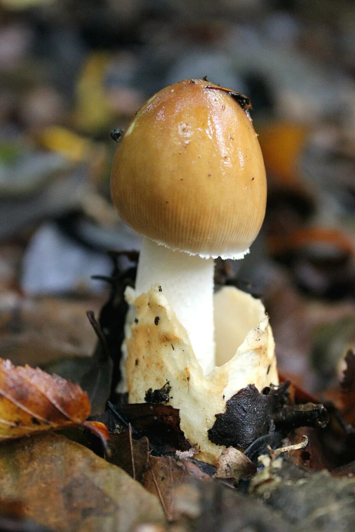 Поплавок жёлто-коричневый (amanita fulva). Поплавок желто коричневый. Поплавок шафрановый гриб съедобный. Поплавок жёлто-коричневый (amanita fulva). Поплавок жёлто-коричневый.