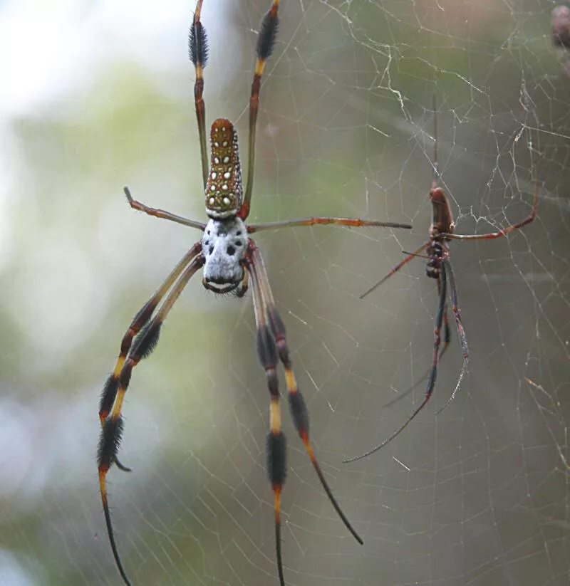 Крылья у паукообразных. Агриопа паук. Летающий паук. Паук летал компани. Паук летал компани.