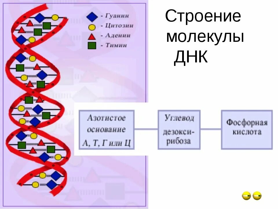 Состав нуклеотида в структуре ДНК. Нарисуйте схему строения ДНК. Структура молекулы ДНК. Структура молекулы ДНК схема.