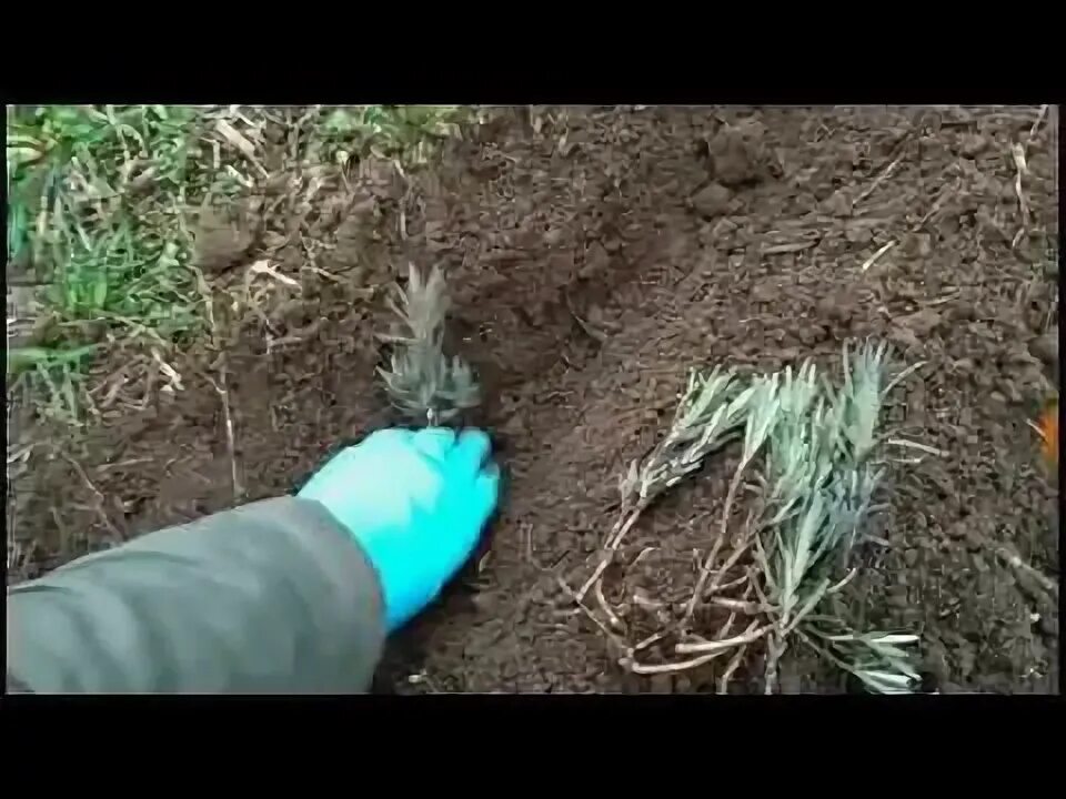 Лаванда на зиму как сохранить на грядке. Обрезка лаванды весной после зимы. иссоп подготовка к зиме. обрезка лаванды осенью подготовка к зиме. черенкование лаванды осенью под зиму.