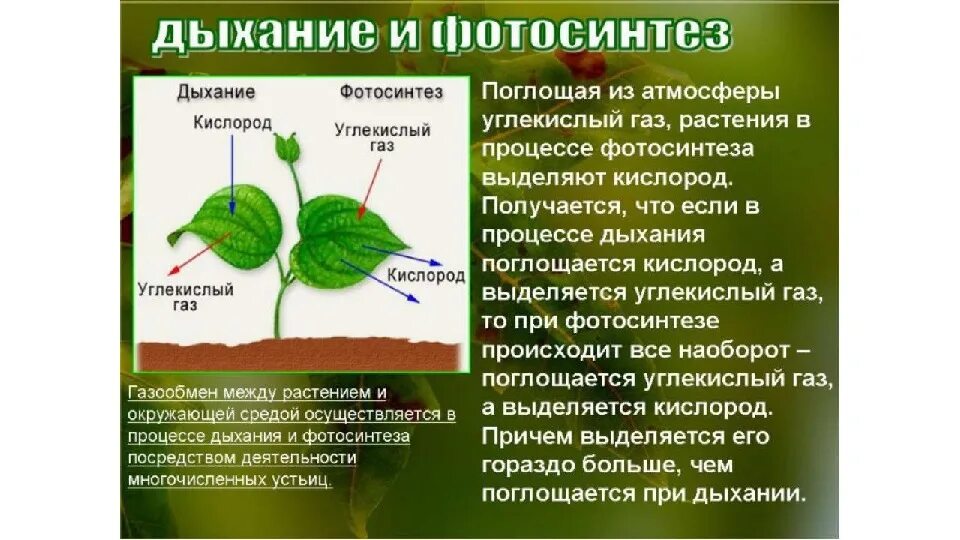 При дыхании растения поглощают а выделяют. Воздушное питание фотосинтез биология 6. Воздушное питание растений фотосинтез 6 класс. Биология 6 класс воздушное питание фотосинтез. Доклад на тему питание растений 6 класс по биологии.