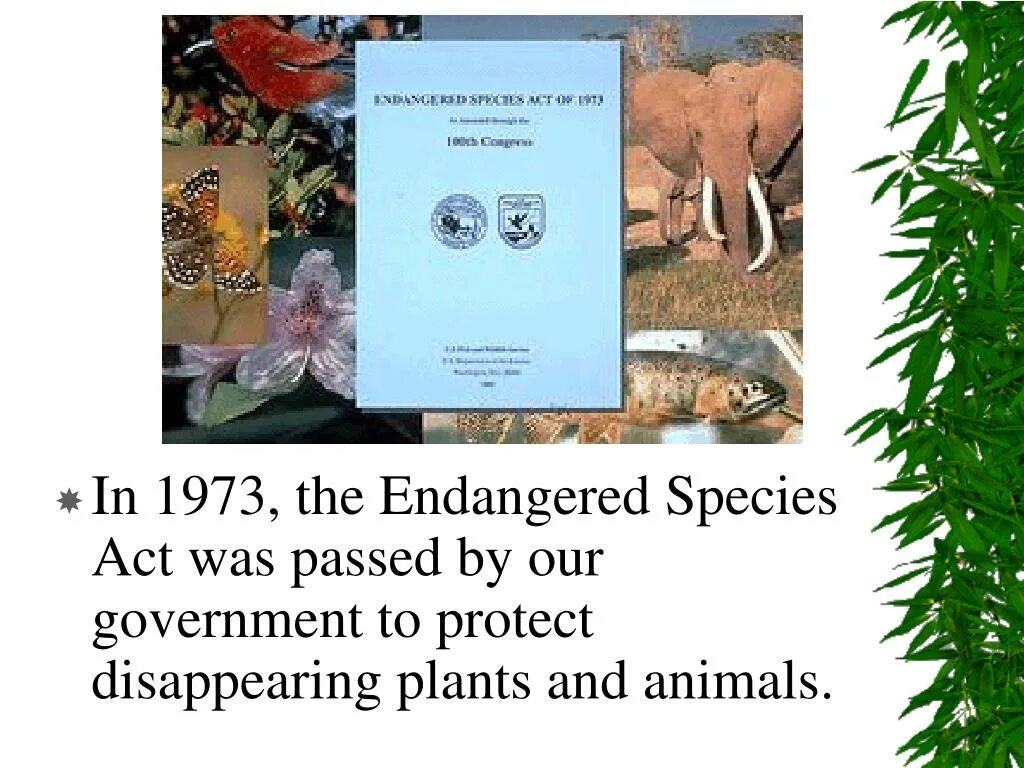 Protect endangered species. Растительный и животный мир испании. Endangered species перевод. Исчезающие виды растений на английском. Endangered species of plants.