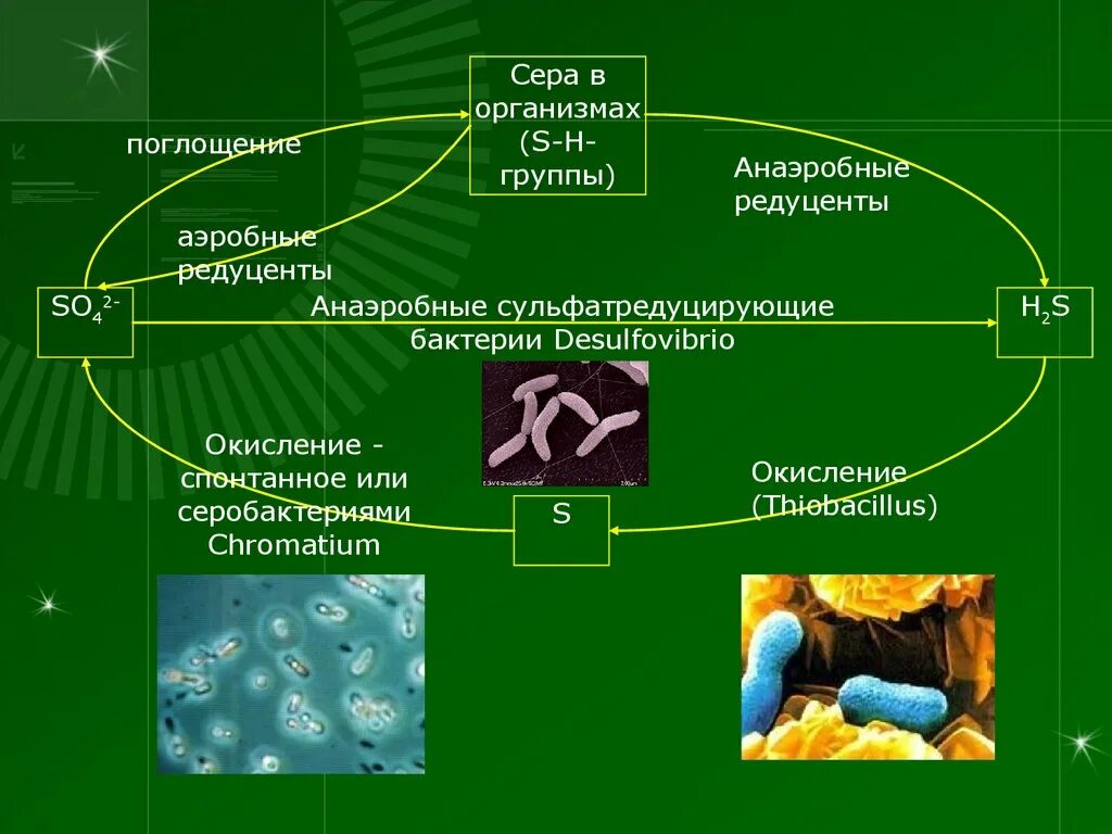Микроорганизмы редуценты. Бактерии редуценты. Сульфат восстанавливающие бактерии. Аэробные и анаэробные бактерии.