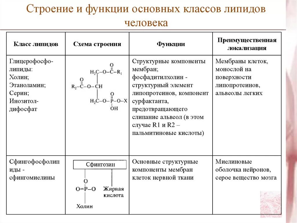 Таблица по биологии 10 класс липиды строение функции. Липиды строение и функции. Свойство структурной функции липидов. Структура, классификация, функции липидов.