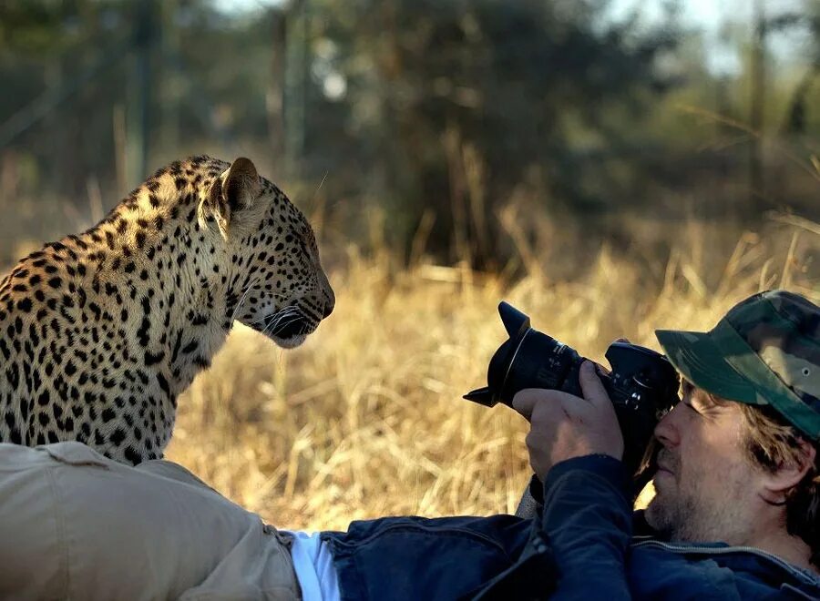 Репортаж животных. Дружба людей и животных. Белый тигр и человек. Съемка диких животных. Фотограф и животные.