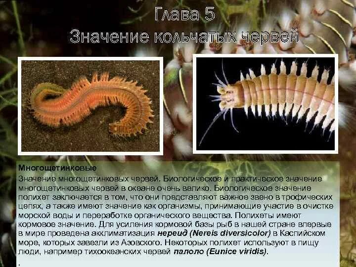 Полихеты представители. Многощетинковые черви роль в жизни человека. Многощетинковые полихеты. Многощетинковые черви ЕГЭ. Замечательная особенность этого червя состоит