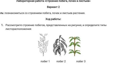 Листорасположение денежного дерева