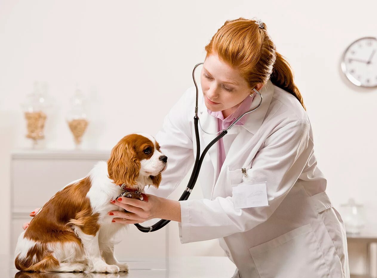 Обследование собак. Ветеринар. Терапия животных. Собака врач. Ветеринар с собакой.