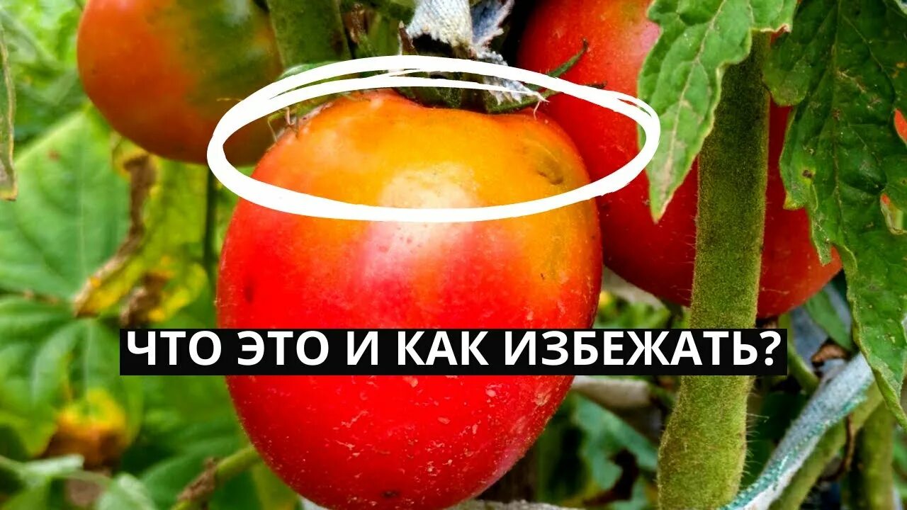 Почему не дозревают помидоры у плодоножки. Помидоры с желтыми плечиками. желтые плечики у томатов в теплице. неравномерно зреют томаты причины. зеленые плечики у томатов.
