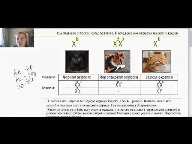 Какое сочетание генов дает черепаховую окраску кошек. Наследование окраски шерсти у кошек. наследование окраски у кошек. генотип черепаховой кошки. наследование черепаховой окраски.