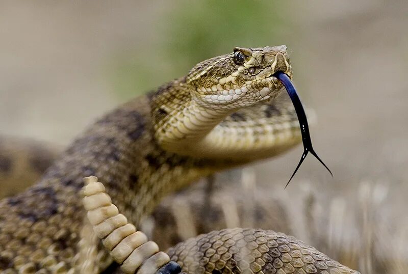 северная тихоокеанская гремучая змея. ямкоголовые змеи. гремучая змея техас. ближайший родственник гремучей змеи. гремучник мохаве.