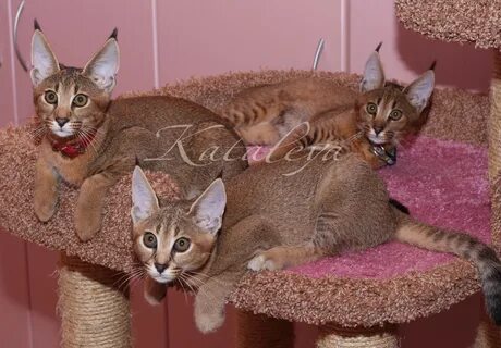 Каракет кошка