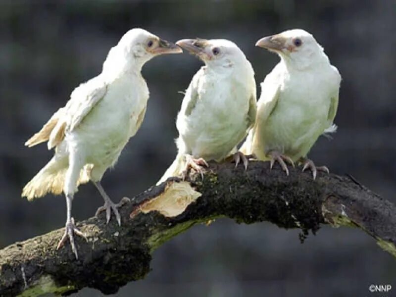 Ворона альбинос. Белая ворона альбинос. Белый ворон. Белые вороны. Птица объявится белая ворона