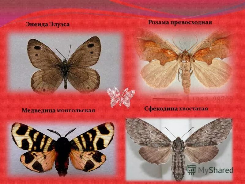 Отряд чешуекрылые или бабочки представители. Отряд бабочки представители. Отряд чешуекрылые бабочки. Отряд насекомых чешуекрылые представители. Отряд чешуекрылые или бабочки общая характеристика.