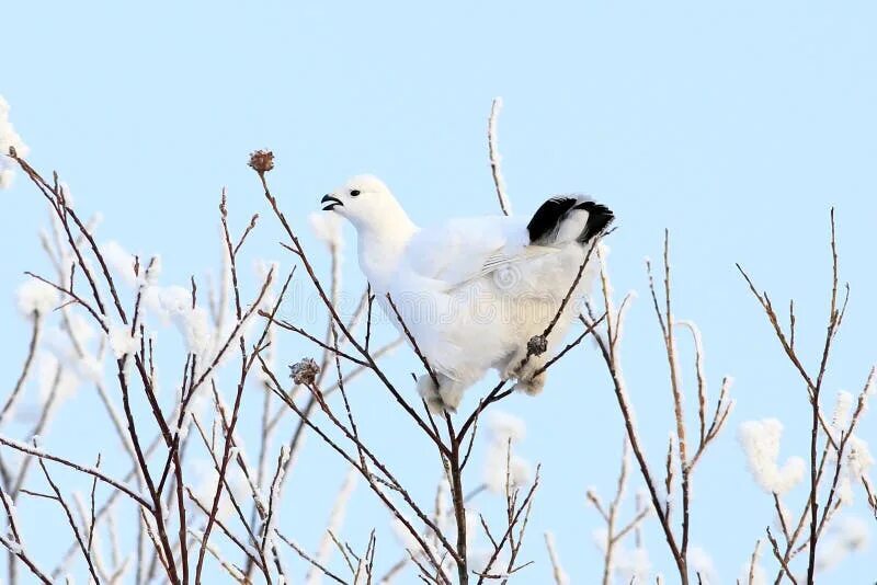 Белые куропатки сидят на деревьях. White Partridge. Вокруг озеро белые куропатки сидят. Куропатка взлетает со спины. На рисунке изображена самка белой куропатки