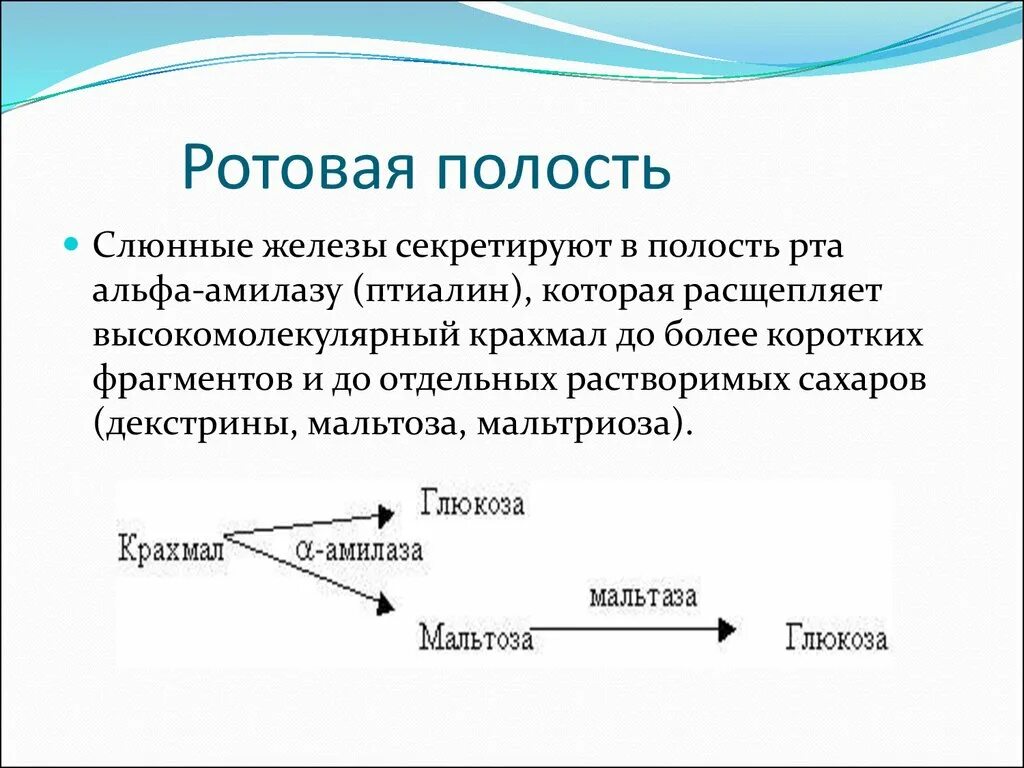 Ферменты полости рта. Амилаза в ротовой полости. Птиалин слюны. Ротовая полость фермент птиалин. Основной фермент ротовой полости.