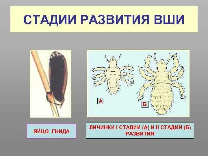 Личинка вши первого возраста. Строение личинки головной вши. Головная платяная и лобковая вошь.