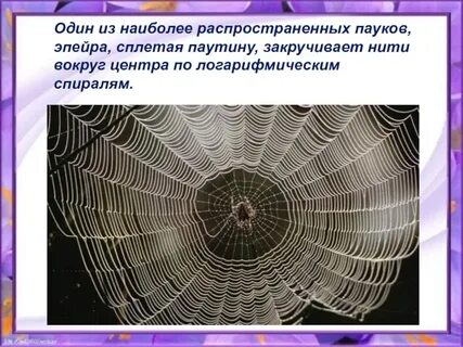 Паук плетет паутину это активность или деятельность