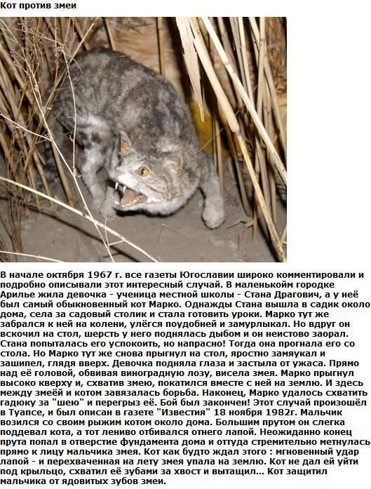 Смешные истории из жизни животных. Интересные рассказы о котах. интересные истории про котов. рассказ про кота. удивительные истории о котах.