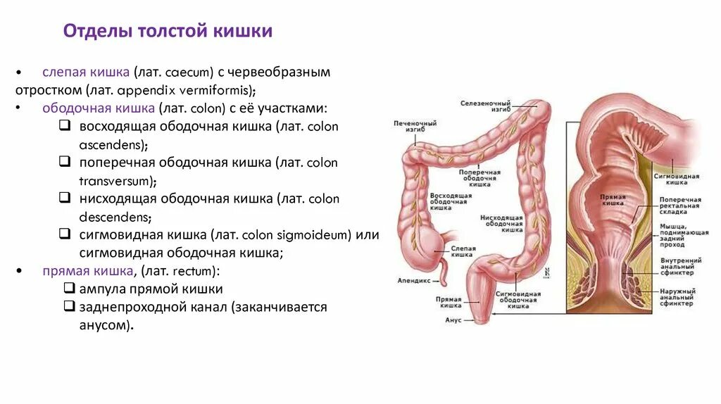 Отделы Толстого кишечника ректосигмоидный. Ректосигмоидный отдел толстой кишки. Ректосигмоидной отдел Толстого кишечника. Сфинктеры толстой кишки схема. Мкб слепой кишки