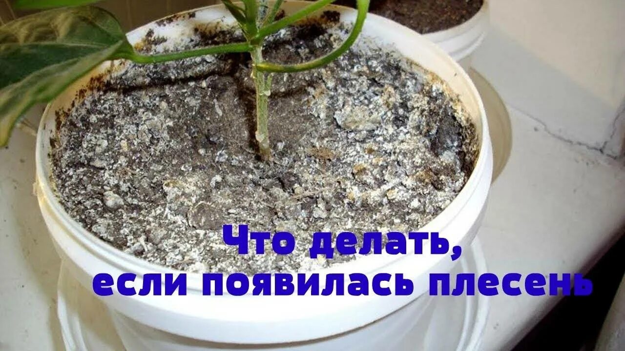 Плесневеет земля в цветочных. Плесень в цветочном горшке. белая плесень в цветочных горшках. плесень на земле в горшке. белый налет на земле комнатных растений.