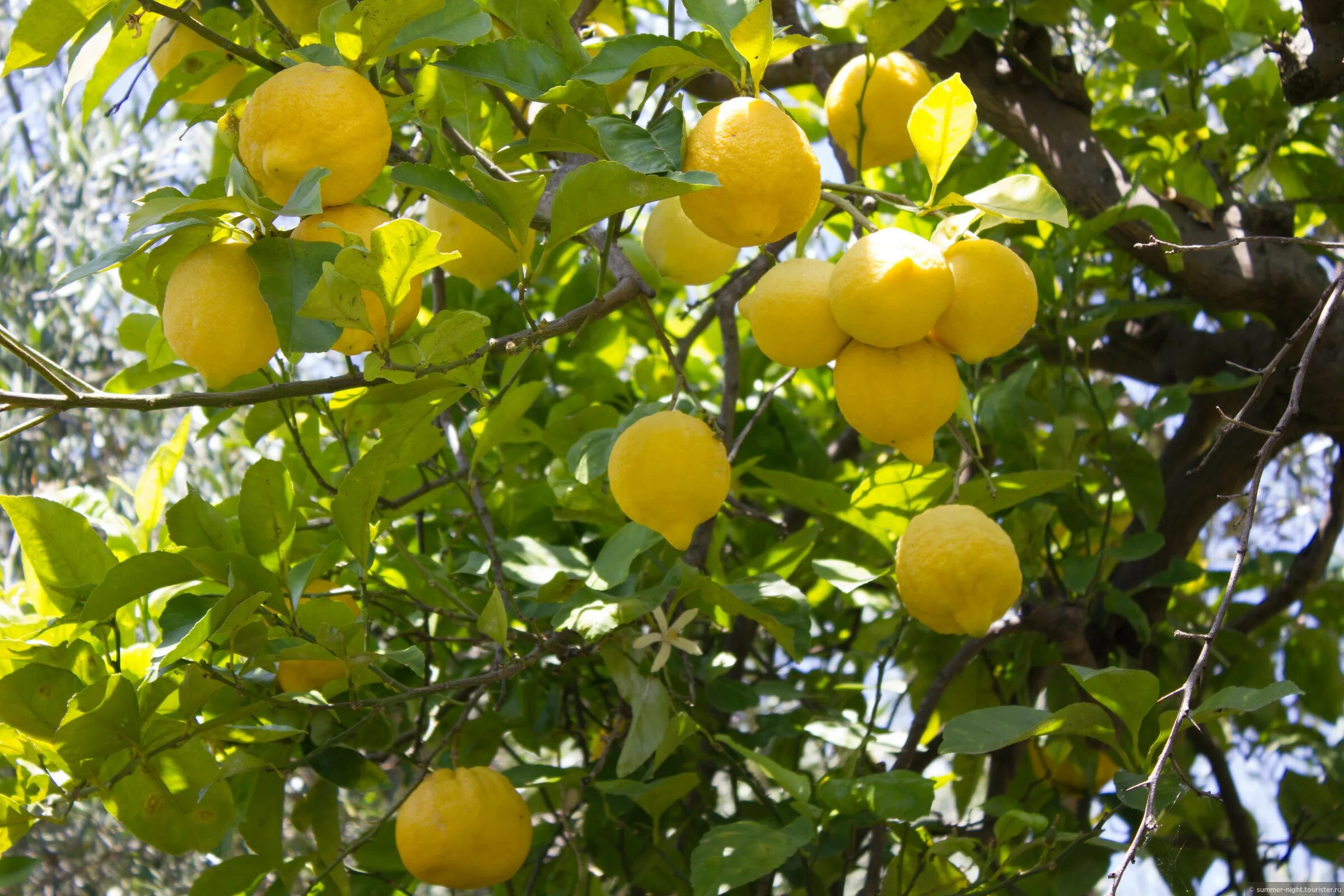 Лимон растет в россии. Плантация Лимонов. Лимонные плантации деревья Италия. Плантации Лимонов Сорренто. Лимонное дерево в Абхазии.