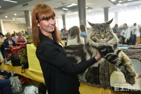 Веер молл выставка кошек