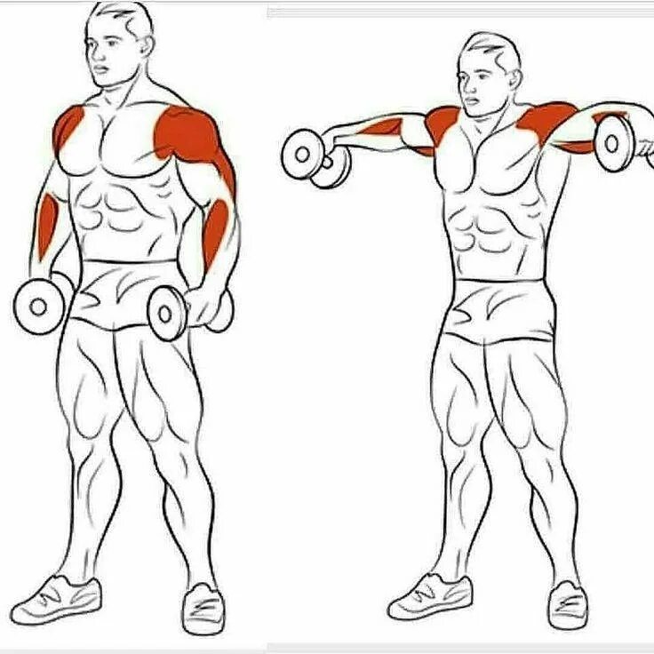 Упражнения на дельтовидные мышцы с гантелями. Упражнения для прокачки плеч. Упражнения на дельтовидные мышцы в тренажерном зале. Дельтовидная мышца плеча упражнения с гантелями.