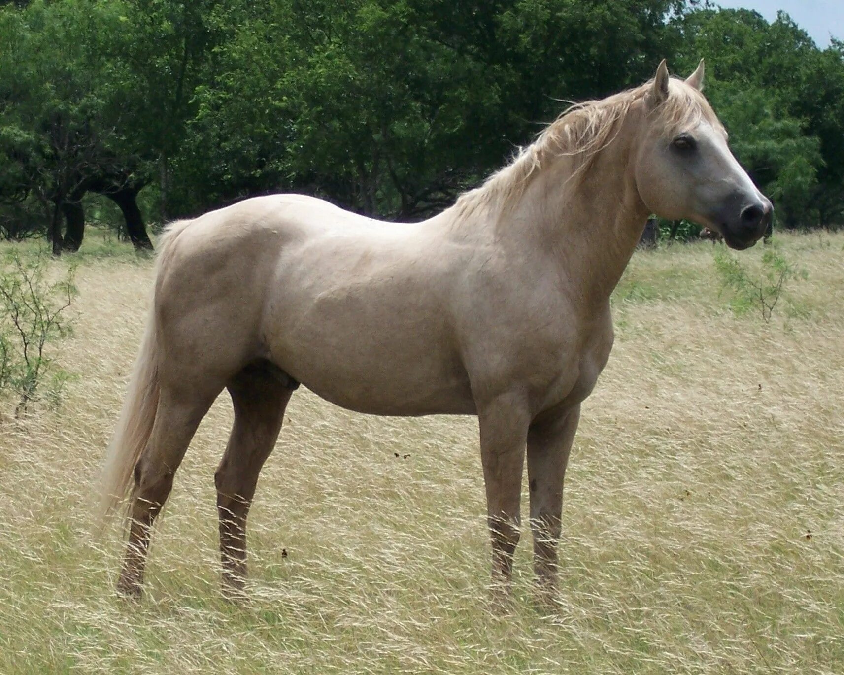 Неизвестные породы лошадей. Титан лошадь. Породы лошадей с полосками. Породы лошадей на б.